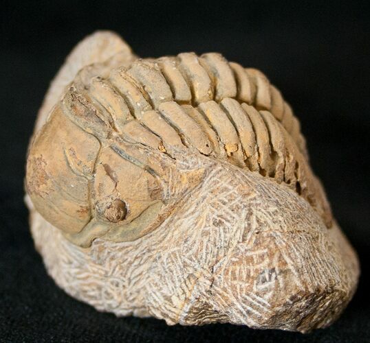 Rare Eccoptochile Trilobite - Long #15489